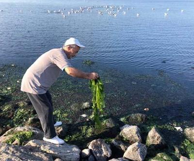 İzmir Körfezi, marul tarlasına dönüşüyor