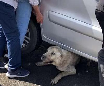 Köpeği sıkıştığı yerden hafif ticari aracı kaldırarak kurtardılar