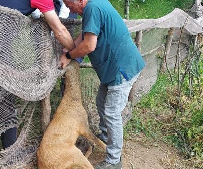 Ordu’da tarlada ağa takılan karaca kurtarıldı