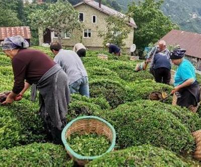 Ordu’da çay hasadı başladı