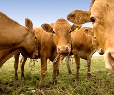 Yeni Zelanda’dan flaş karar: Koyun ve sığırların gazları vergilendirilecek