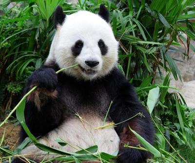 6 milyon yıldır vejetaryen