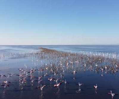Tuz Gölü’nde binlerce yavru flamingo yumurtadan çıktı