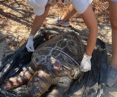 Plastik atıklar caretta carettaları öldürüyor