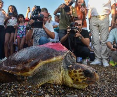 1.5 yıl tedavi gören caretta Lara, uydu cihazıyla dalgalarla buluştu