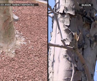 İBBnin 4 ay önce diktiği çınarlar yaşamadı, kurudu