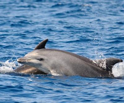 Faroe Adalarında katliam gibi festival: 100 yunus öldürüldü