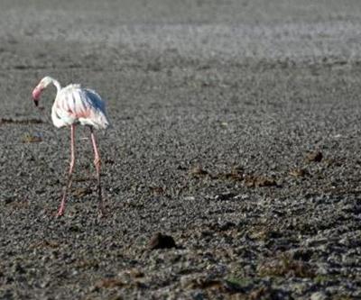 Flamingoların kritik 15 günü için bakanlık çalışma başlattı