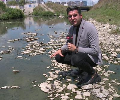 Alibeyköydeki ölü balıklar vatandaşı korkuttu