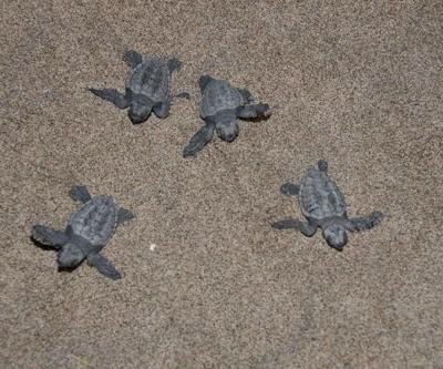 Patara’da 5 bininci yavru caretta, Akdenizin mavi suları ile buluştu