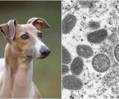 Maymun çiçeği ilk kez köpeklerde görüldü: Yetkili kurumlardan peş peşe açıklamalar