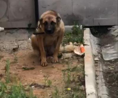 Arbedede bekçiyi ısıran köpeğe 2 gün gözaltı