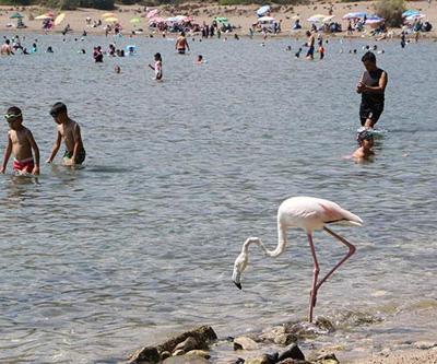 Phaselis Antik Kentinde flamingo sürprizi