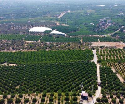 Limonun başkentinde hasat zamanı