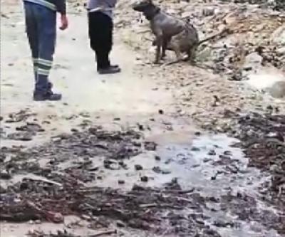 Kuyuya düşen çoban köpeğini vatandaşlar kurtardı