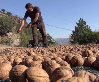 Kabuğuna sığmayan lezzetin hasadı başladı