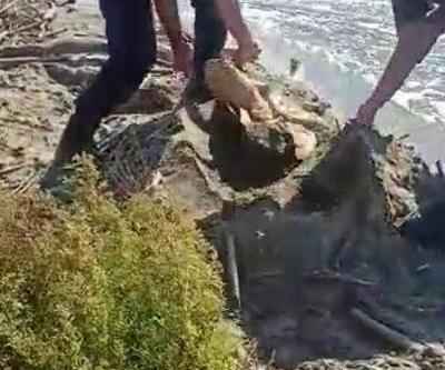 Karaya vuran caretta carettaya jandarmadan yardım eli