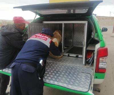 Aracın çarptığı köpeği jandarma veterinere götürdü