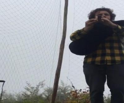 Atmaca tulum sesine geldi, ağa takıldı