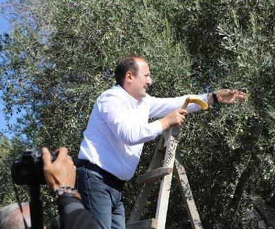 Vali Pehlivan, 1300 yıllık zeytin ağacından hasat yaptı