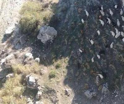 Jandarma, kaybolan 45 koyunu dronla buldu