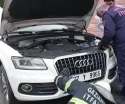Lüks otomobilde kedi seferberliği