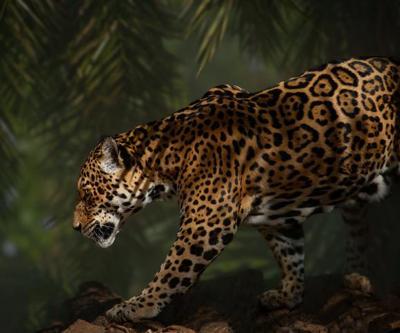 Yalnız gezme eğilimindeki jaguarlara ilişkin yeni araştırma: Gizli yaşamları düşünülenden daha karmaşık