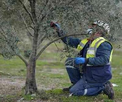 Son dakika: Zeytin alanlarında maden araması yapılabilecek mi