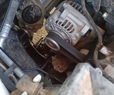 Batman’da otomobilin motor kısmında mahsur kalan yavru kedi kurtarıldı