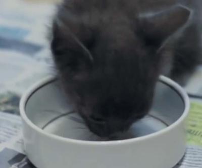 Kedi ve köpekler için beslenme rehberi