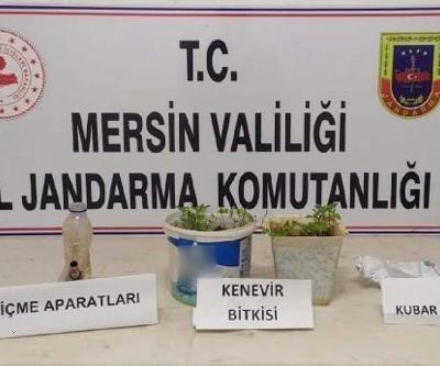 Saksıda uyuşturucu yetiştirip satmış