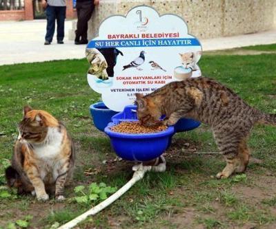 Bayraklıda kedi evlerinin sayısı 20ye yükseldi