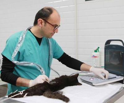 Bayraklıdaki can dostlara özel klinik