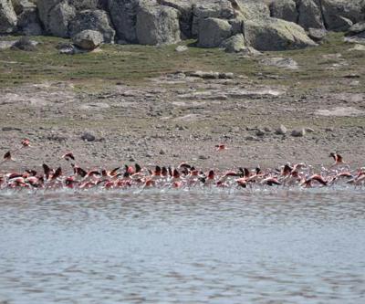 Flamingolar, Tuz Gölüne kuluçkaya geldi