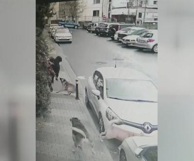 Köpek saldırılarına çözüm istiyorlar