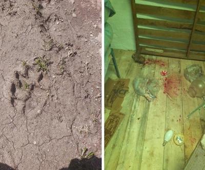 Gümüşhane’de ayılar yayla evlerine dadandı
