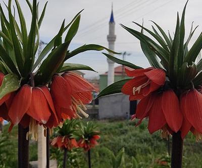 Bir aylık ömürleri olan ters laleler çiçek açtı