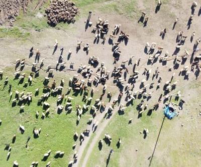 3 bin rakımda koyun ve kuzuların buluşması