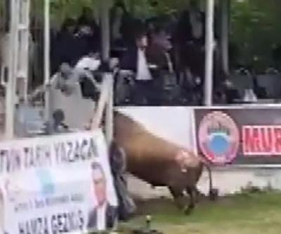 Boğa, güreşi bırakıp protokole daldı