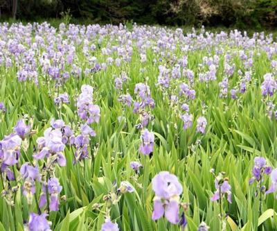 Trakya tarlalarında 60 çeşit aromatik bitki yetiştiriliyor