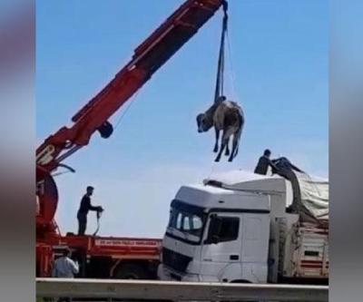 TIRdan atlayan manda, vinçle dorseye konuldu