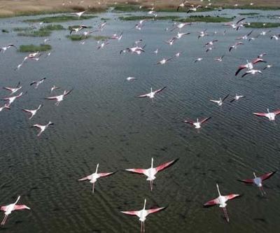 Flamingolar göç yolunda dron ile görüntülendi