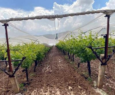Manisada üzüm üreticilerinden doluya karşı tül önlemi