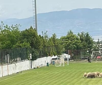 Denizlisporun sahasında koyun otluyor