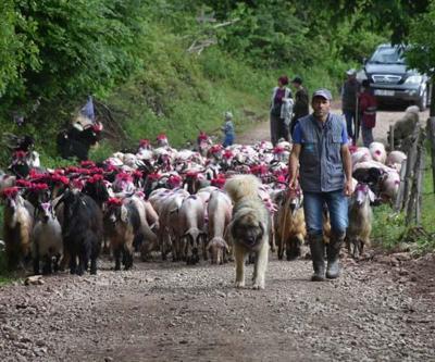 116 yıldır devam eden gelenek Hendek Dikmen Yaylası’nda şenlik havasında yayla yolculuğu