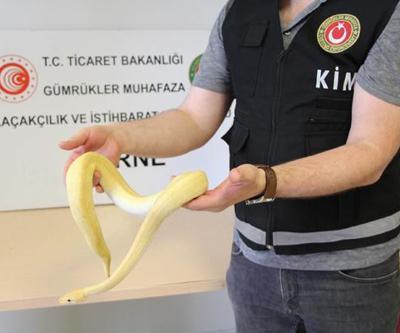 Bu kadarı da pes dedirtti: TIRın içinden 32 kaçak yavru piton yakalandı