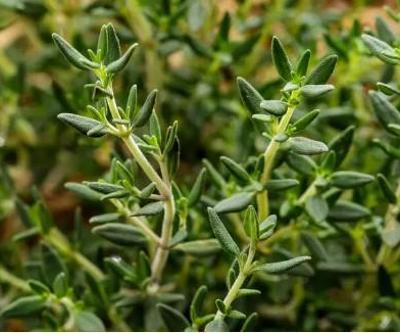 Kansere kalkan oluyor, iltihabı söküp atıyor