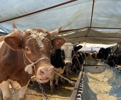 Bakanlık: Hayvancılık işletmelerine 11 milyon TLden fazla hibe sağlandı