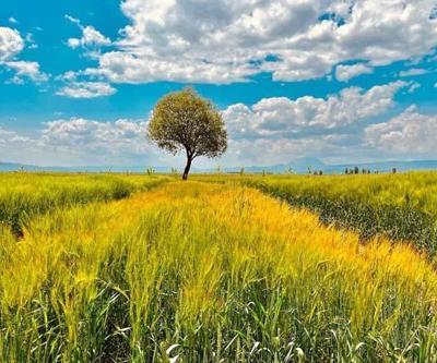 Ağrı’da yeşilin tonları göz kamaştırdı