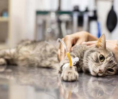 Şimdi de onların pandemisi 6 ayda 300 bin kedi öldü
